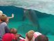 Sea World!
Can you see Jerome watching the dolphin under Anna's red hat? The dolphin stayed like that with it's nose on the glass for several minutes!