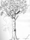 This is a DaVinci study of a tree which I copied out of a library book.