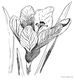 Crocus